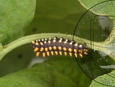 Алланкастрия кавказская (зеринтия кавказская) 005